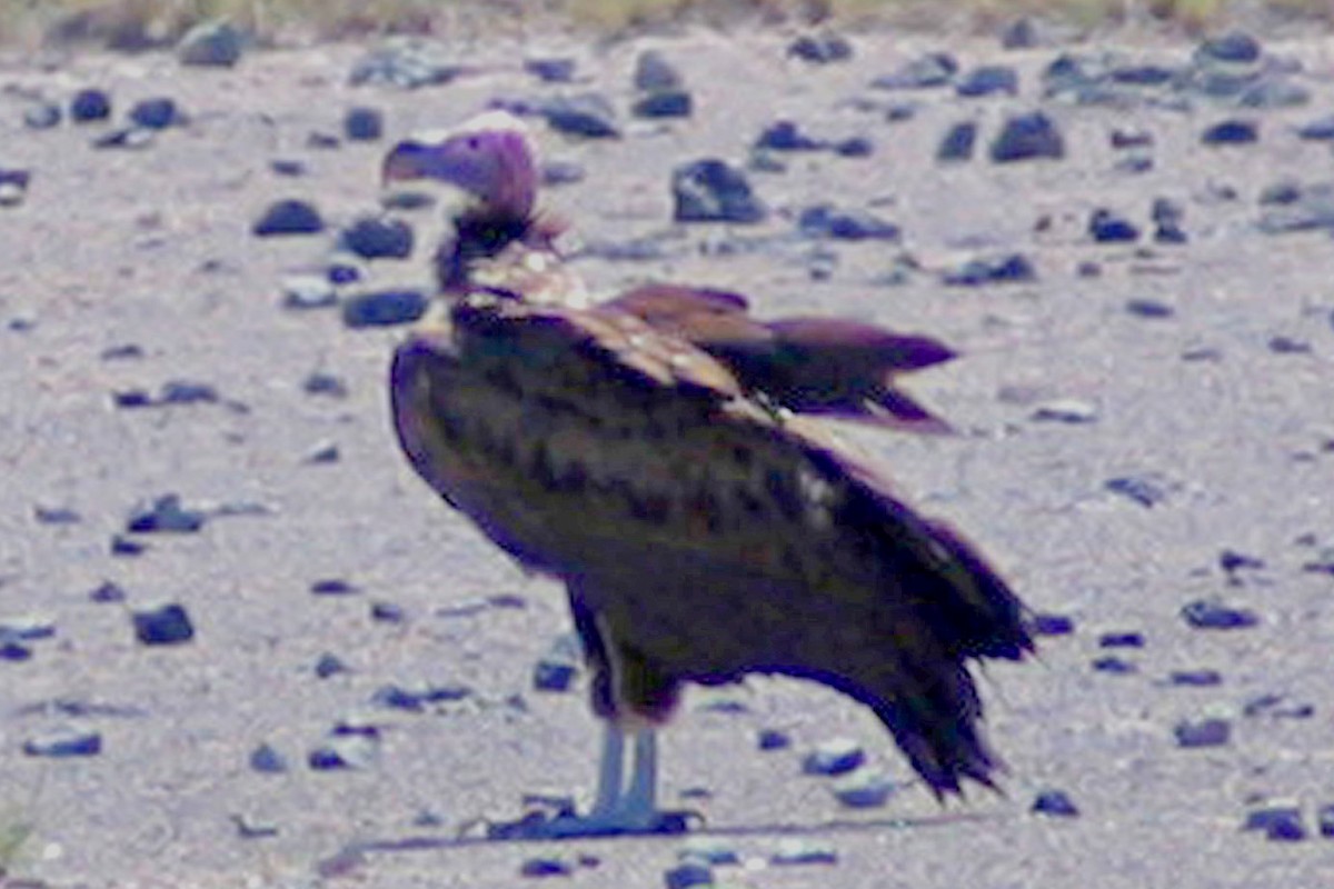 Lappet-faced Vulture - ML610935608