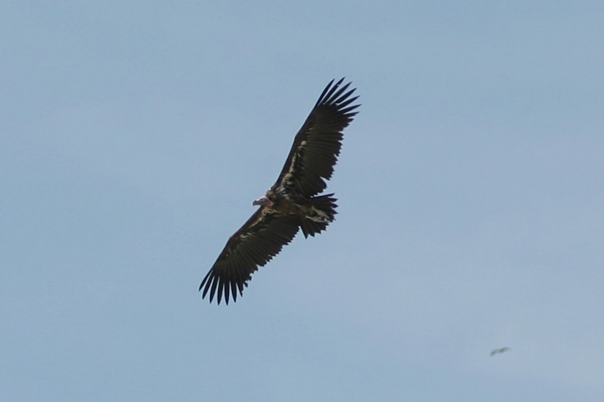 Lappet-faced Vulture - ML610935610