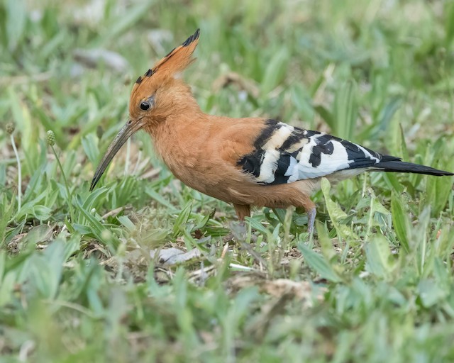 African Hoopoe, <em class="SciName notranslate">Upupa epops africana</em>, Adult Male Lateral View. - Eurasian Hoopoe - 