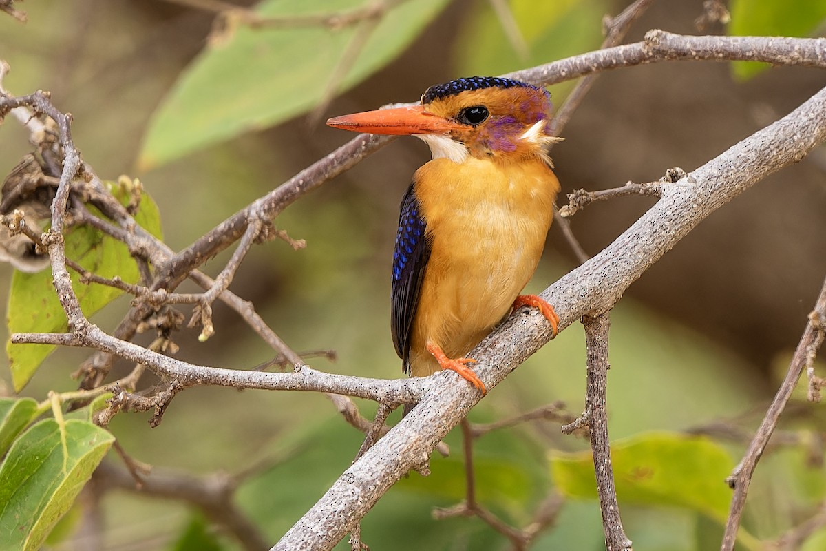 African Pygmy Kingfisher - ML610935803