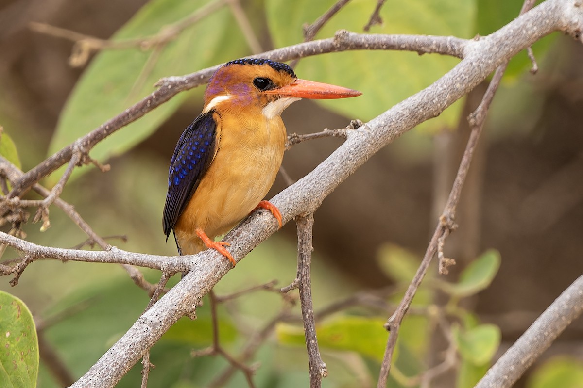 African Pygmy Kingfisher - Don Danko