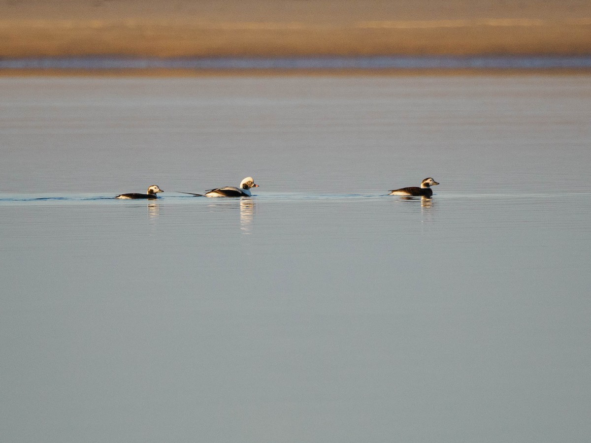 Long-tailed Duck - ML610935848