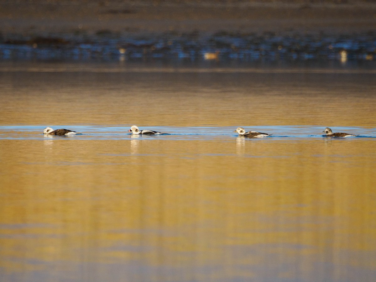 Long-tailed Duck - ML610935849