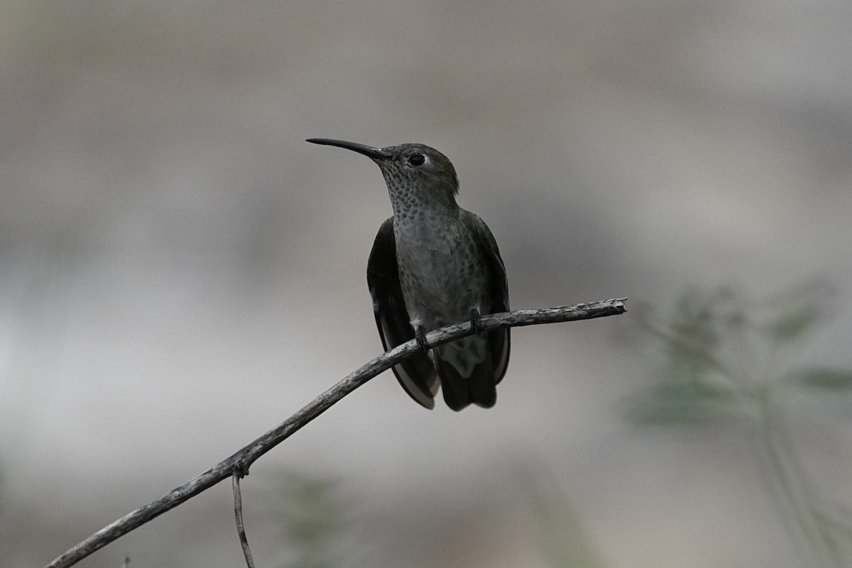 Spot-throated Hummingbird - ML610936130