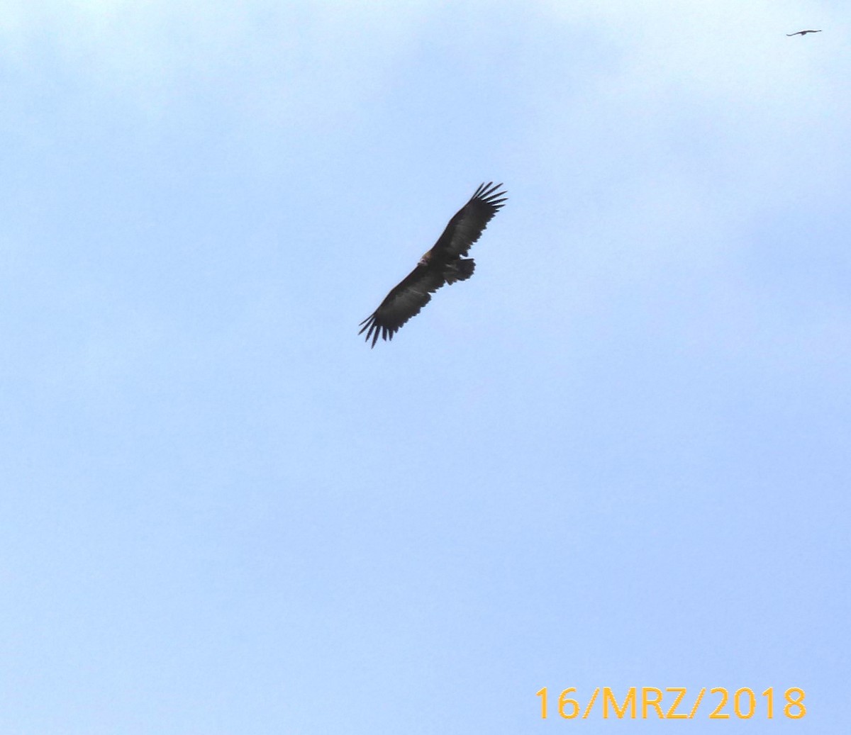 White-backed Vulture/Rüppell's Griffon - ML610936136
