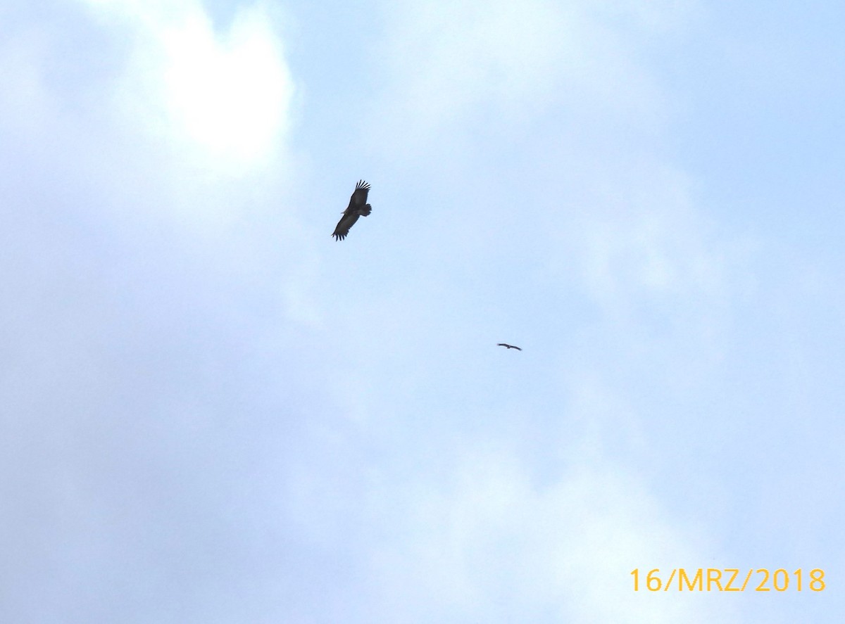 White-backed Vulture/Rüppell's Griffon - ML610936149
