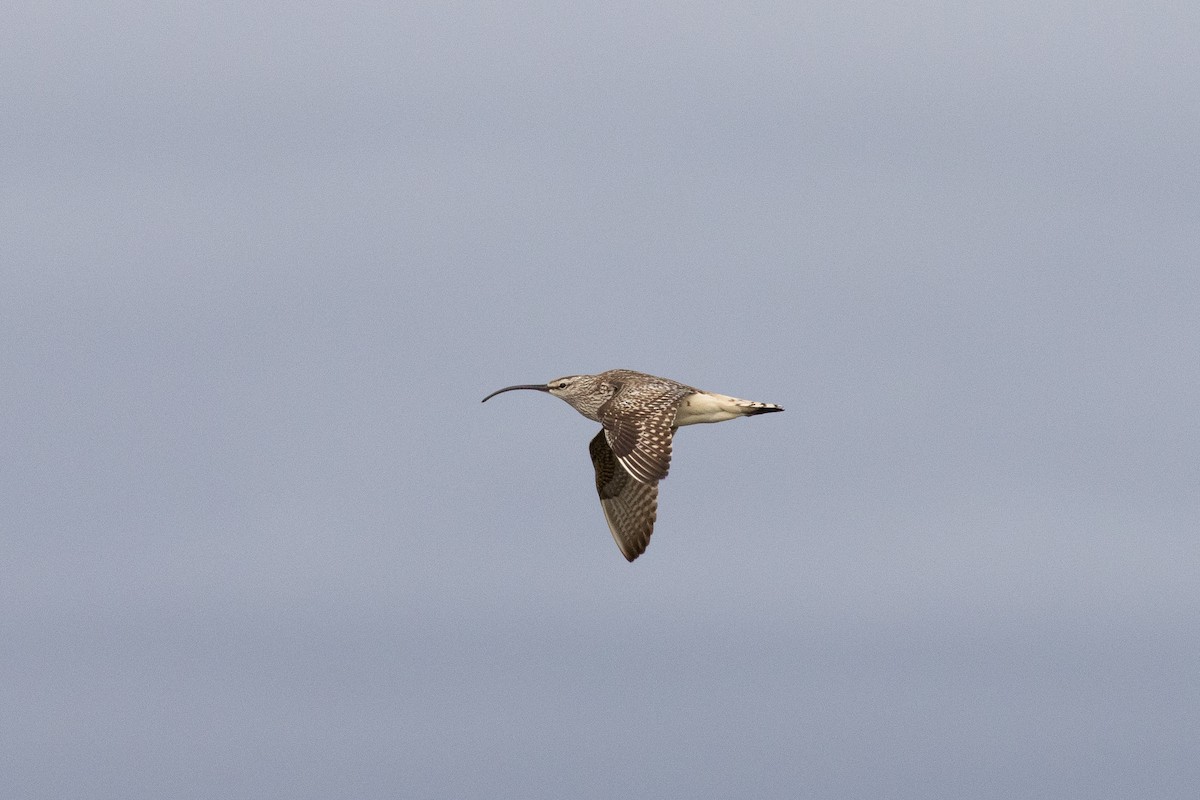 Bristle-thighed Curlew - ML610936907
