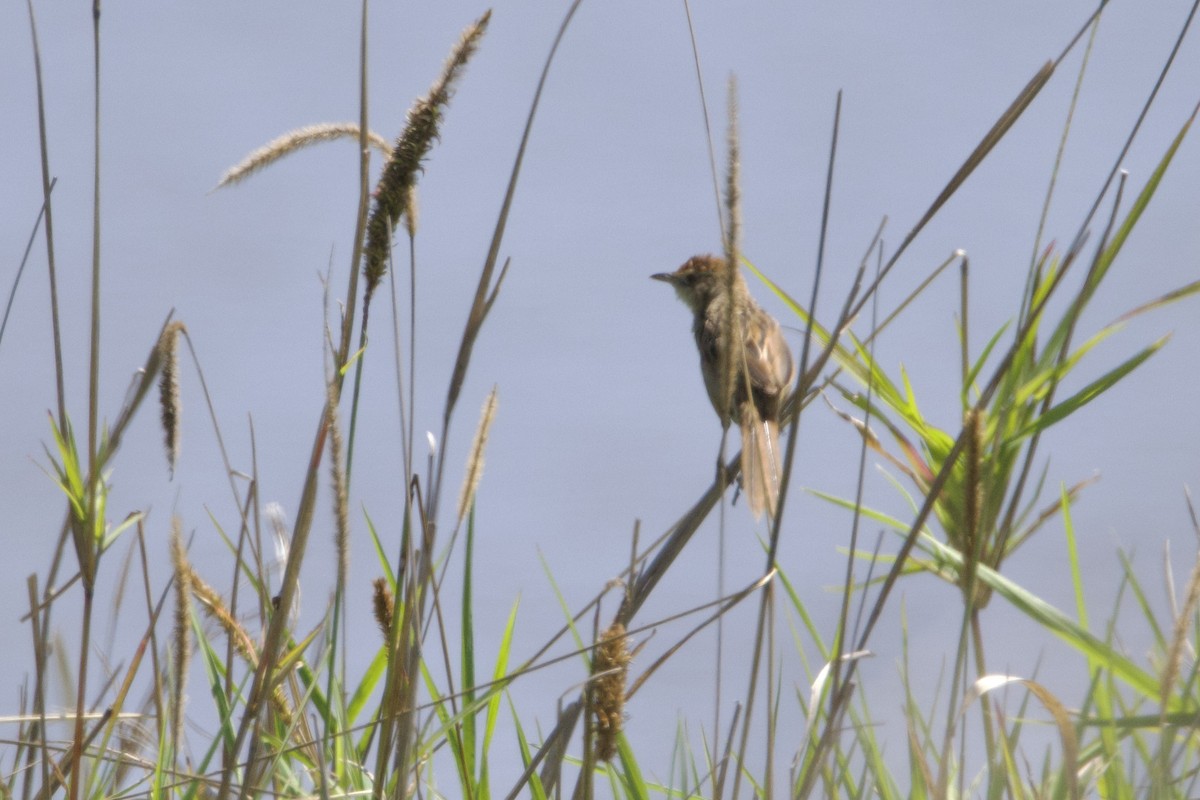 Tawny Grassbird - ML610936915