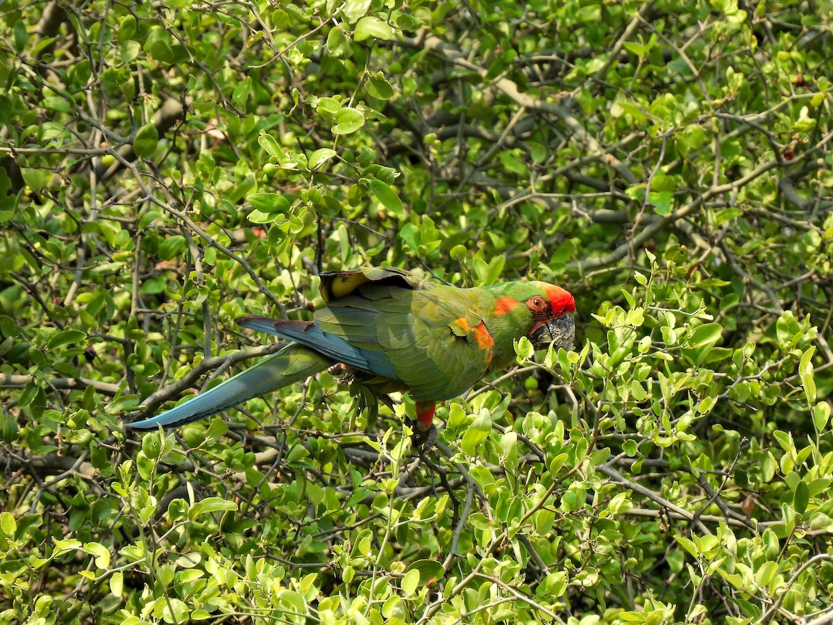 Red-fronted Macaw - ML610936927