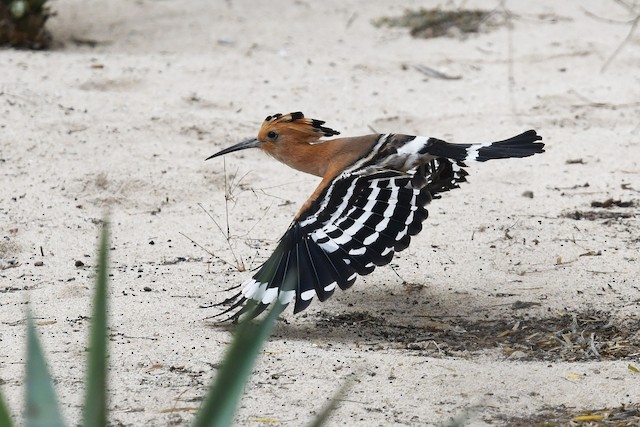 Possible Confusion Species: Madagascar Hoopoe (<em class="SciName notranslate">Upupa marginata</em>), in Flight. - Madagascar Hoopoe - 