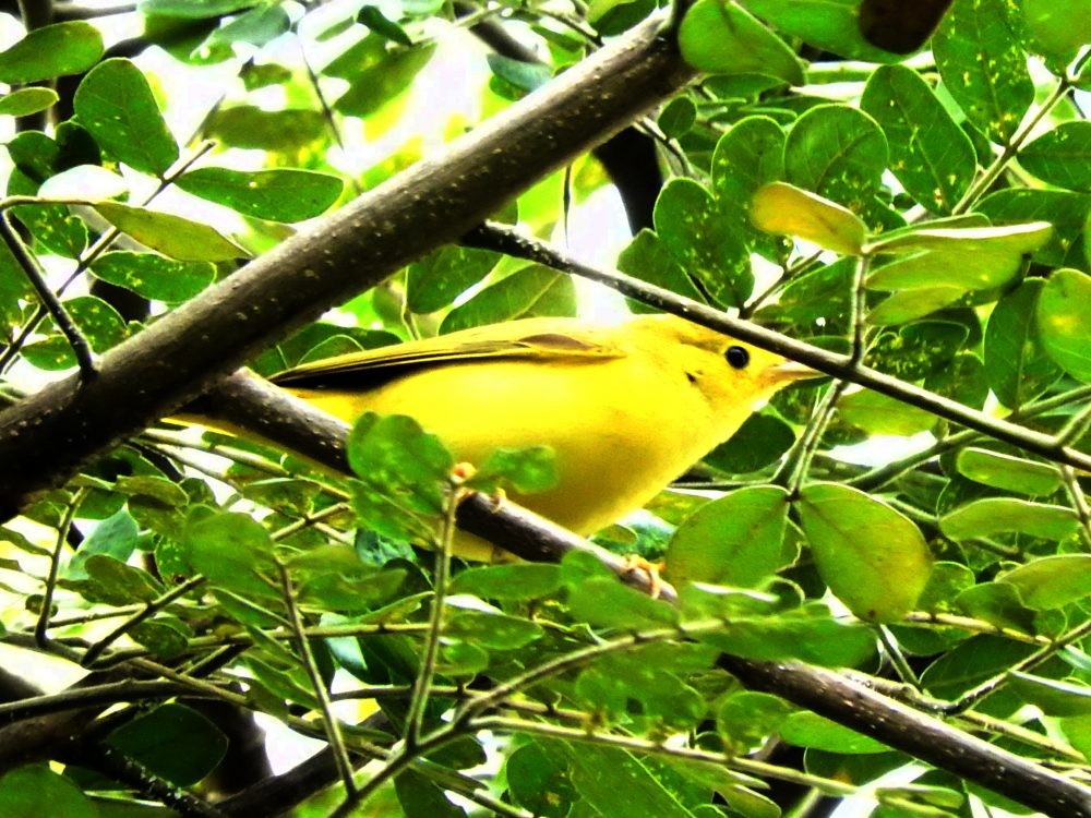 Yellow Warbler - ML610938124