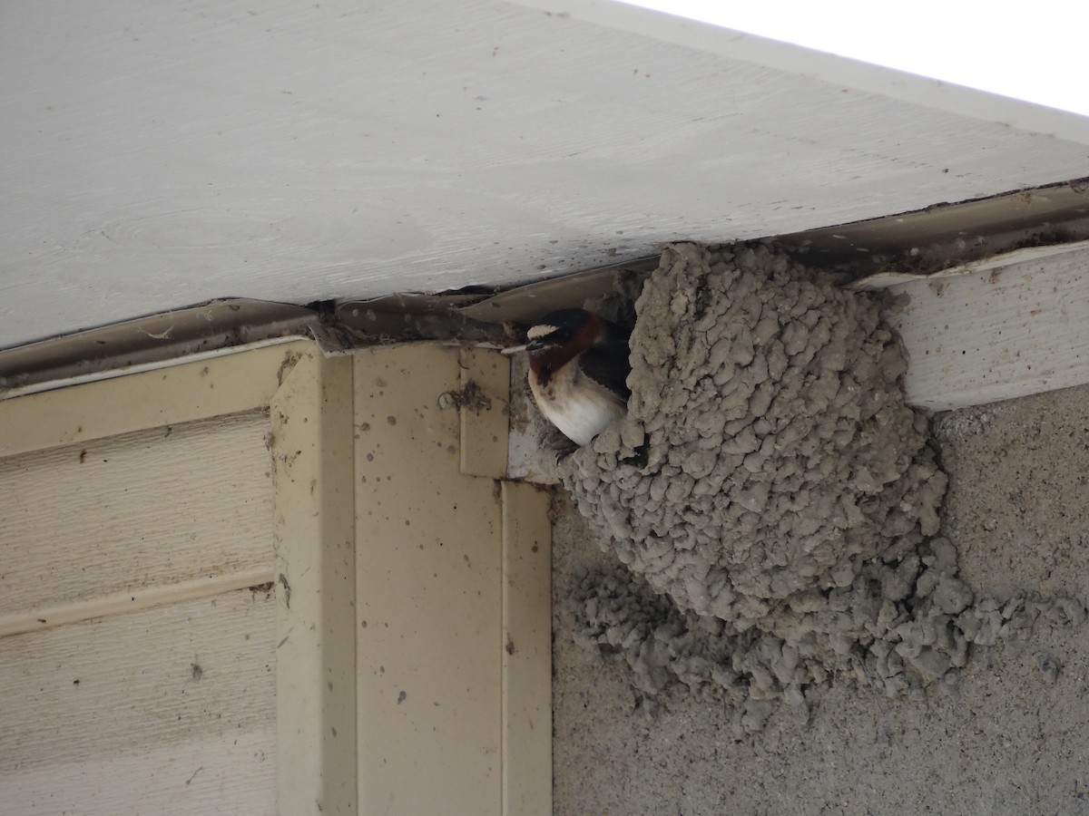 Cliff Swallow - Pomera Fronce