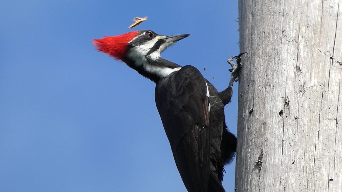 Pileated Woodpecker - Tom McShane