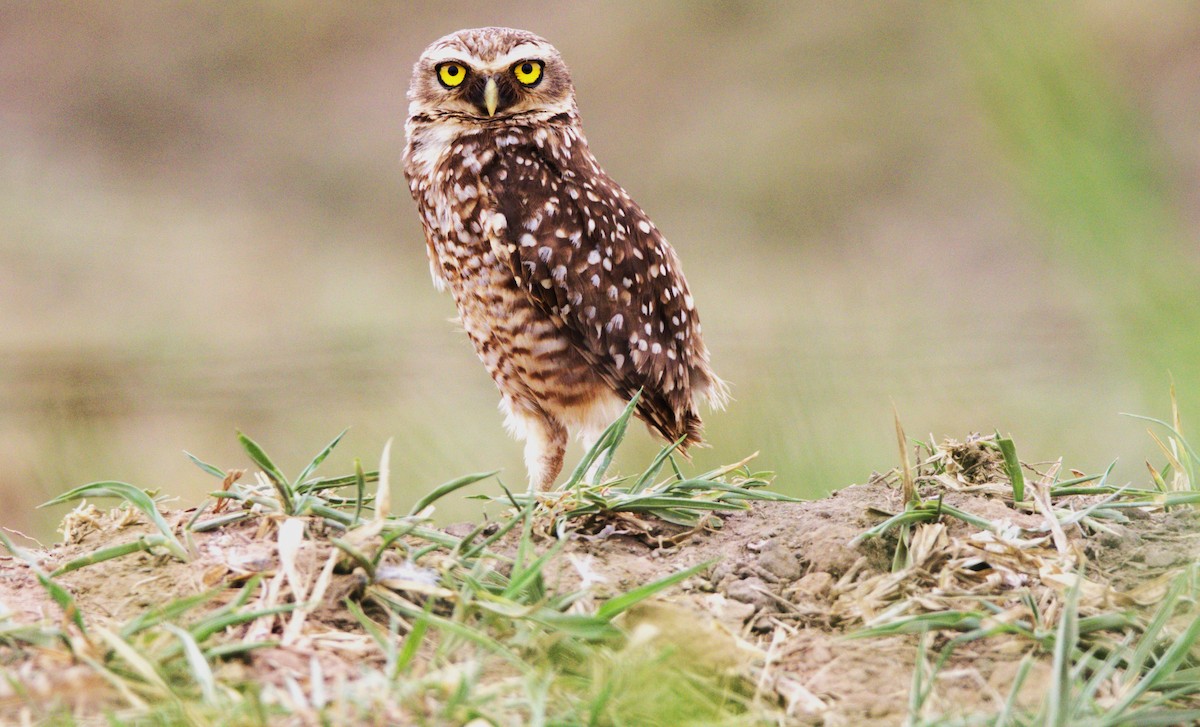 Burrowing Owl - ML610938372