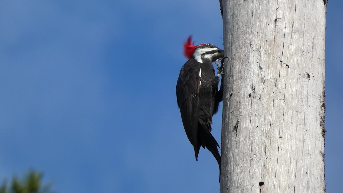 Pileated Woodpecker - ML610938376