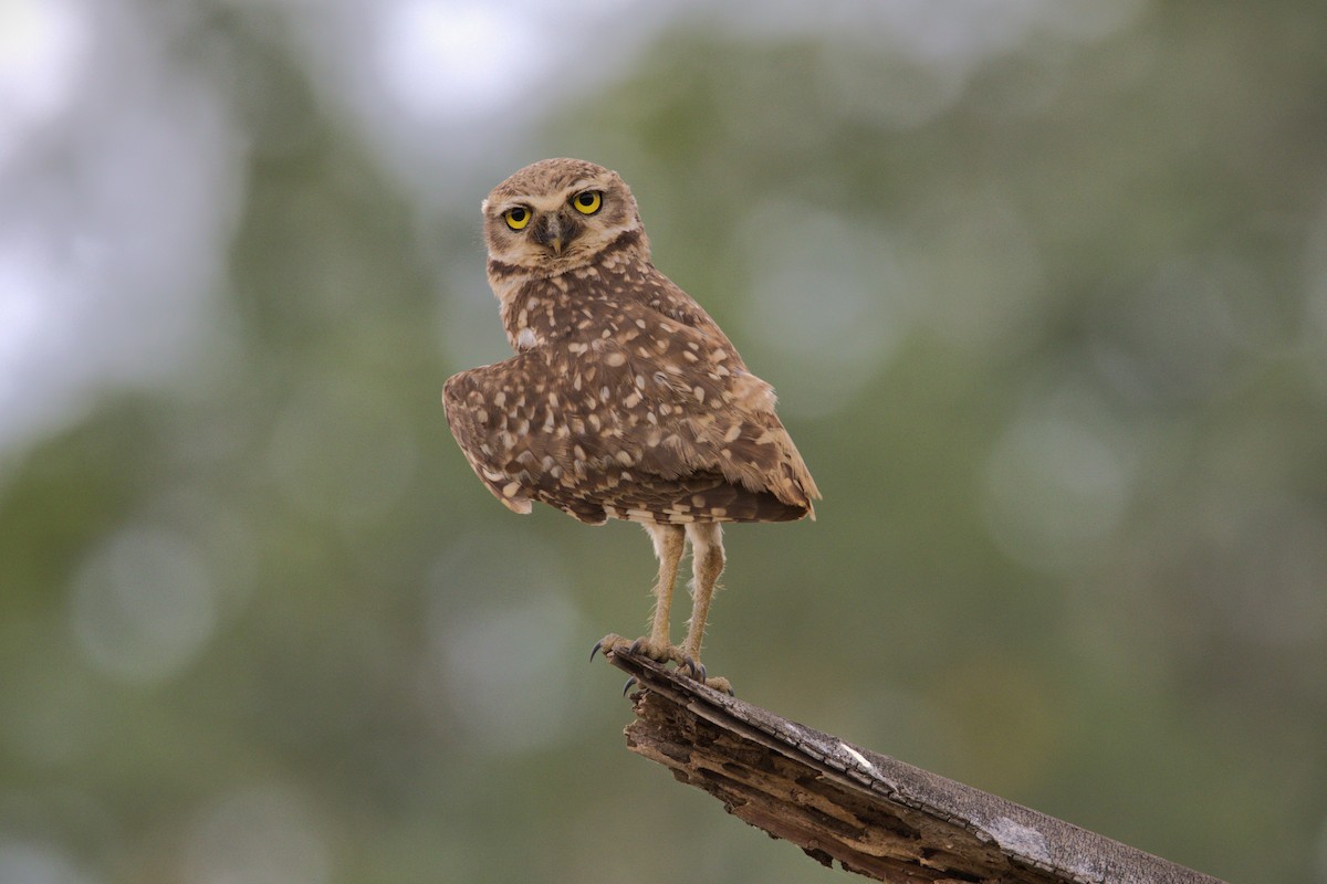 Burrowing Owl - ML610938383