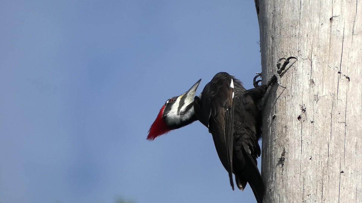 Pileated Woodpecker - ML610938389