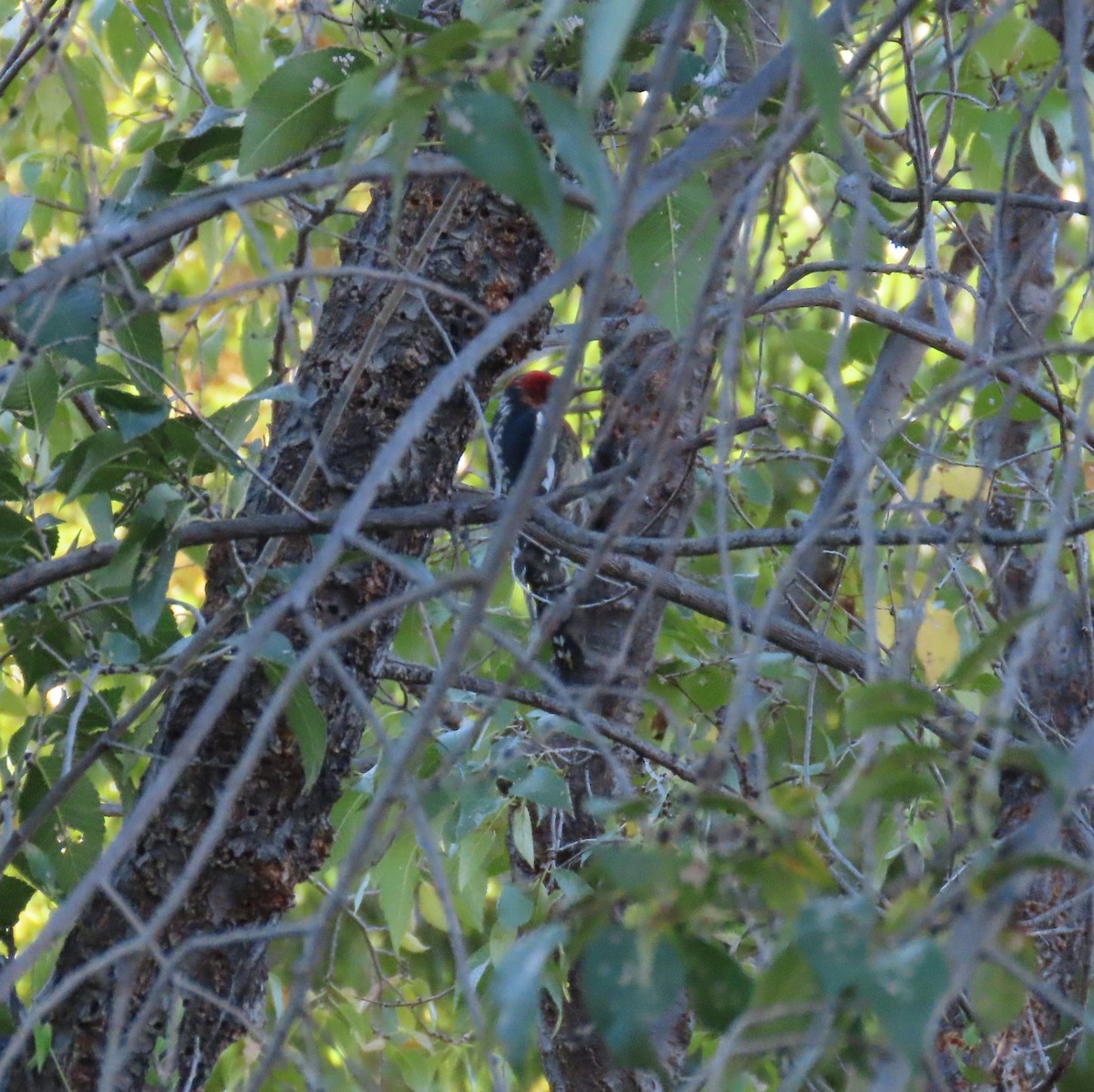 Ebird Checklist Nov Patagonia Sonoita Creek Preserve