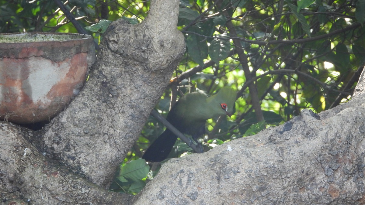 turako západoafrický (ssp. buffoni) - ML610939185