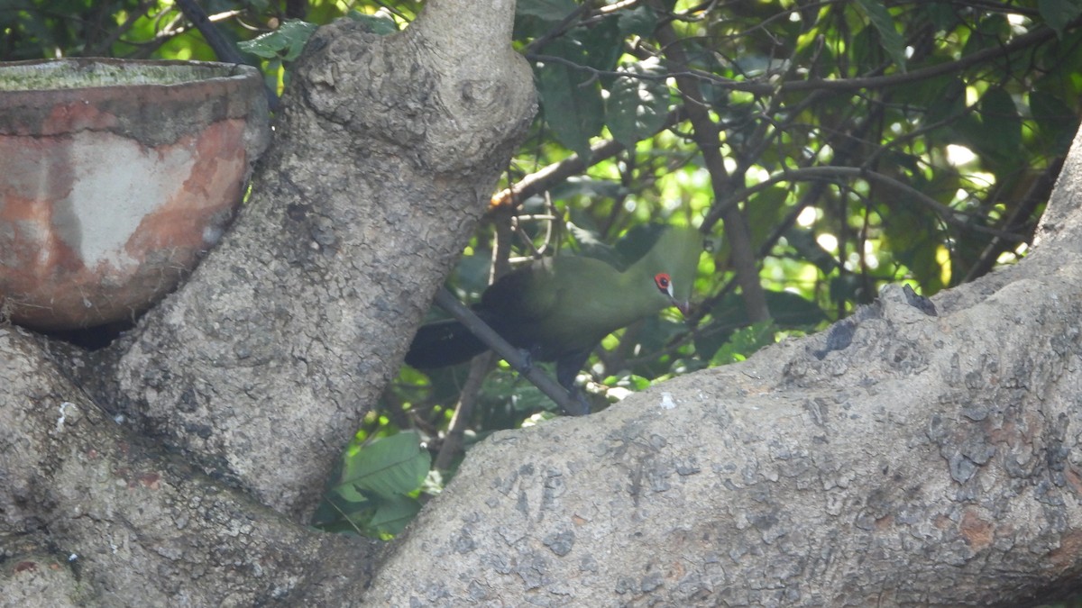 turako západoafrický (ssp. buffoni) - ML610939186