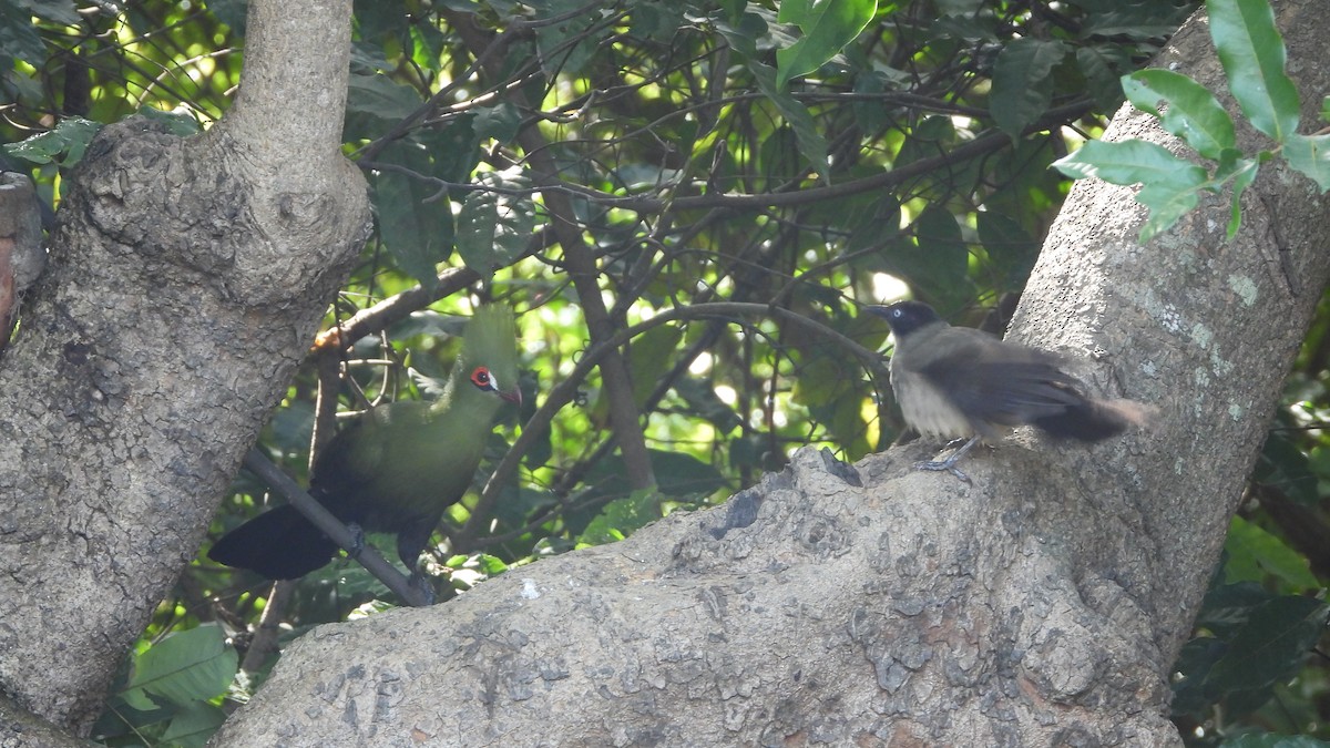 turako západoafrický (ssp. buffoni) - ML610939187