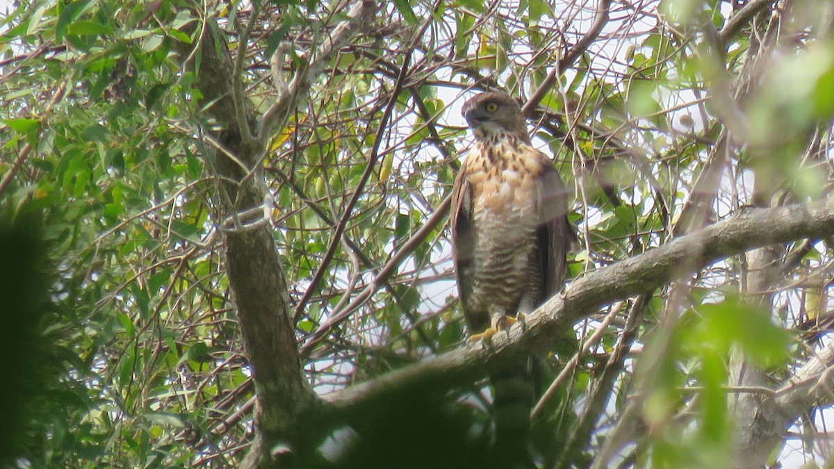 Sulawesi Hawk-Eagle - ML610939328