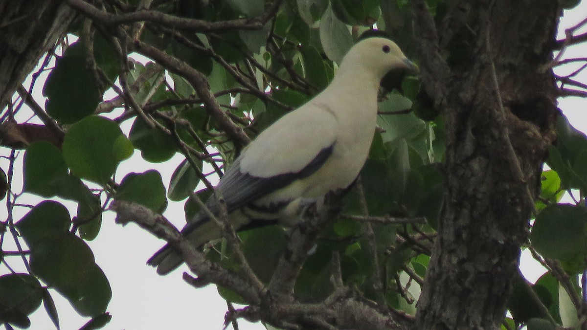 Pied Imperial-Pigeon - ML610939436