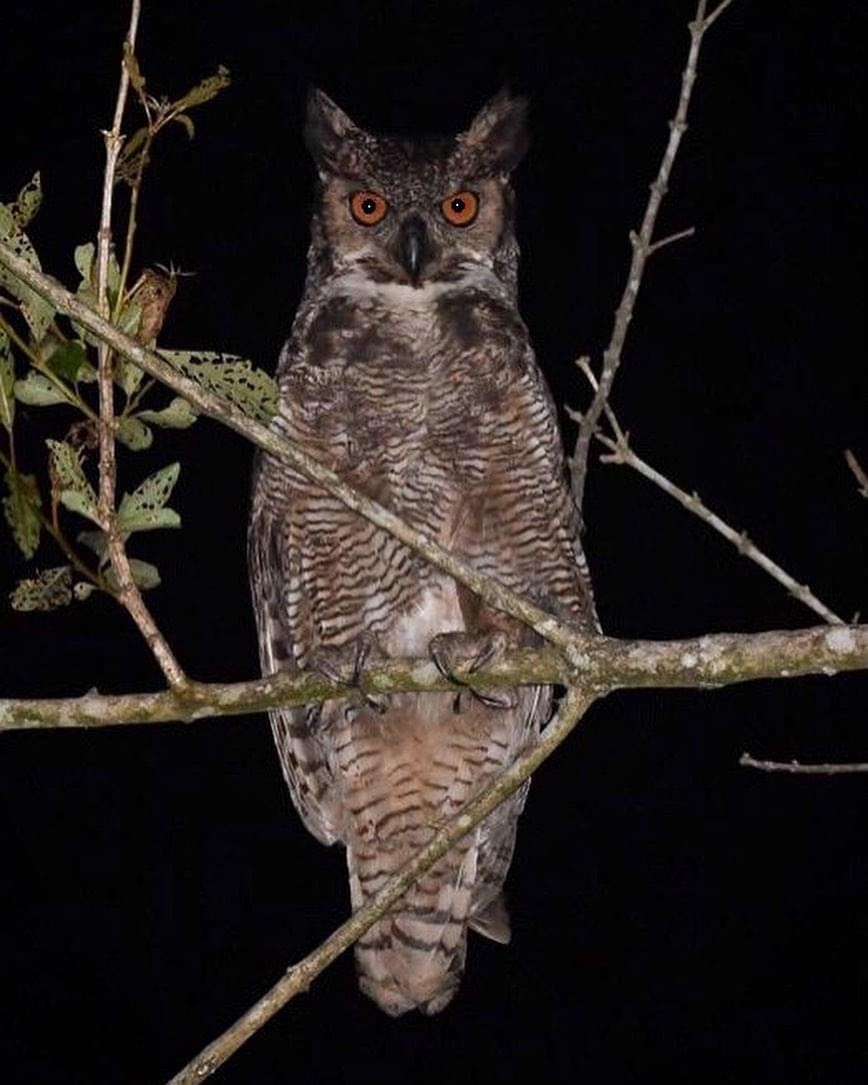 Great Horned Owl - ML610939518