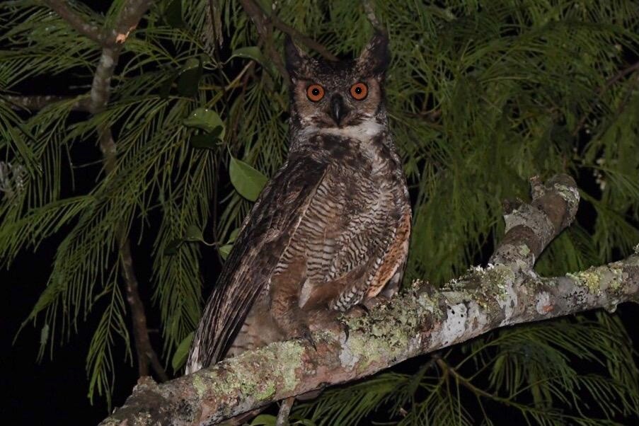 Great Horned Owl - ML610939519