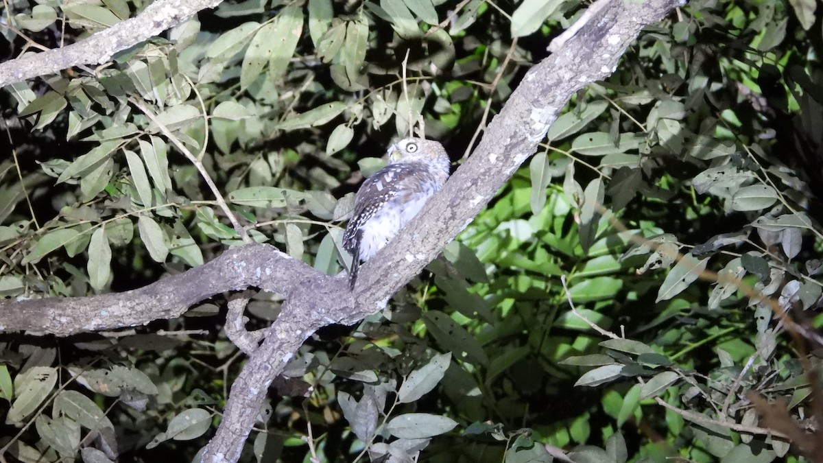 Pearl-spotted Owlet - ML610939555