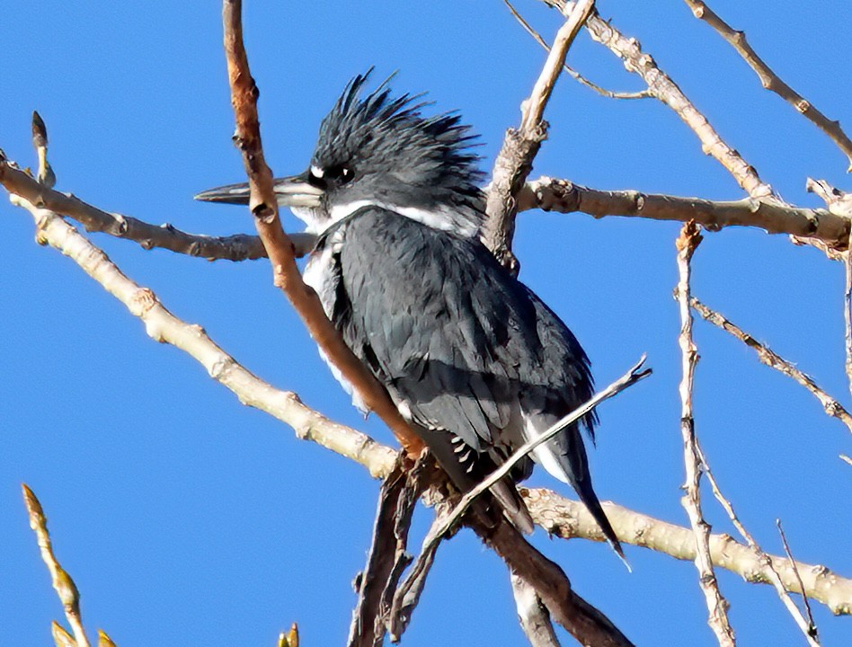 Belted Kingfisher - ML610939710