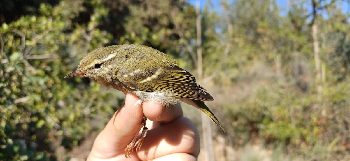 Yellow-browed Warbler - ML610939891