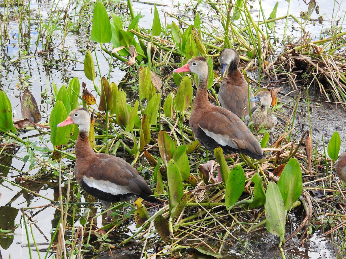 eBird Checklist 9 Nov 2023 The Celery Fields 41 species
