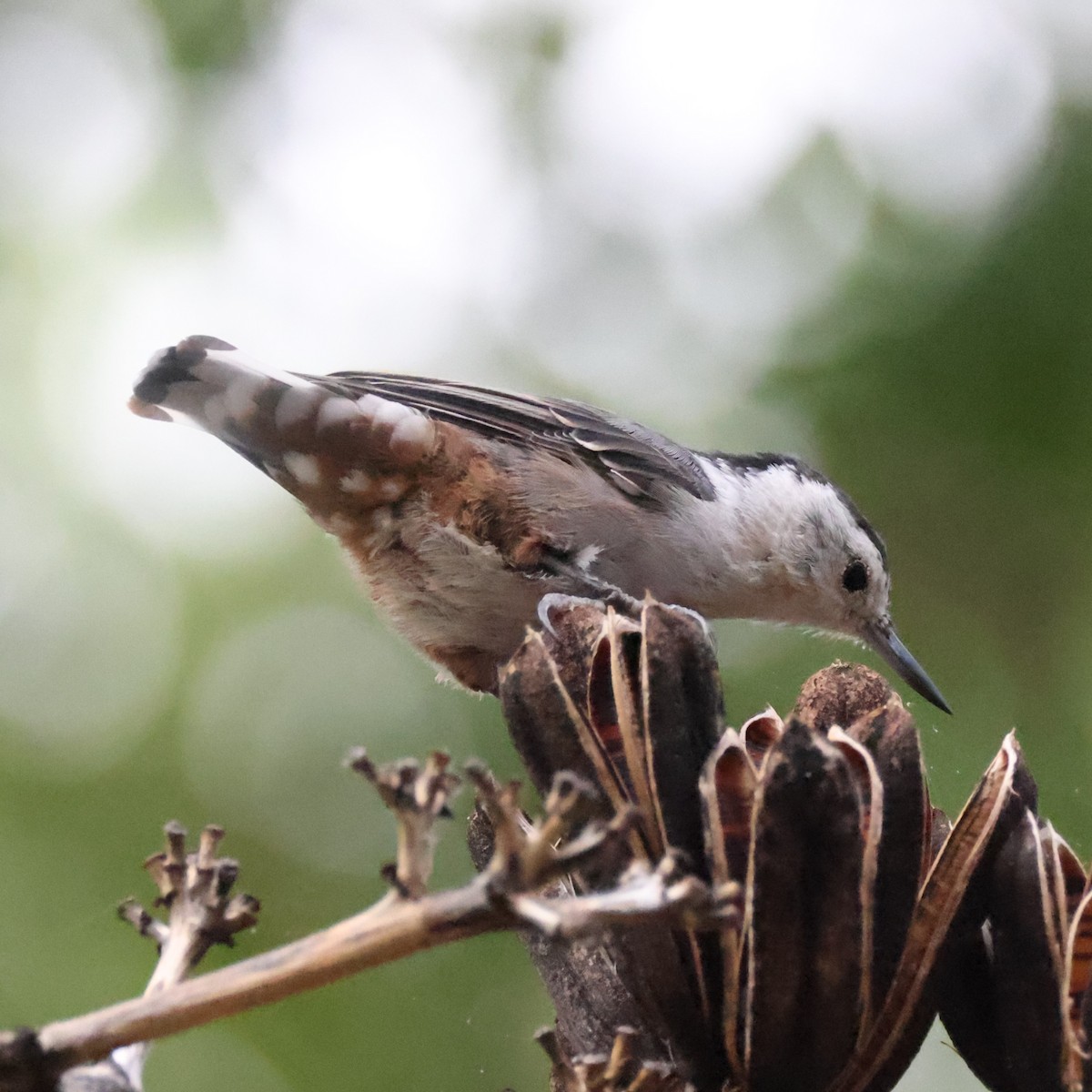 White-breasted Nuthatch - ML610940111