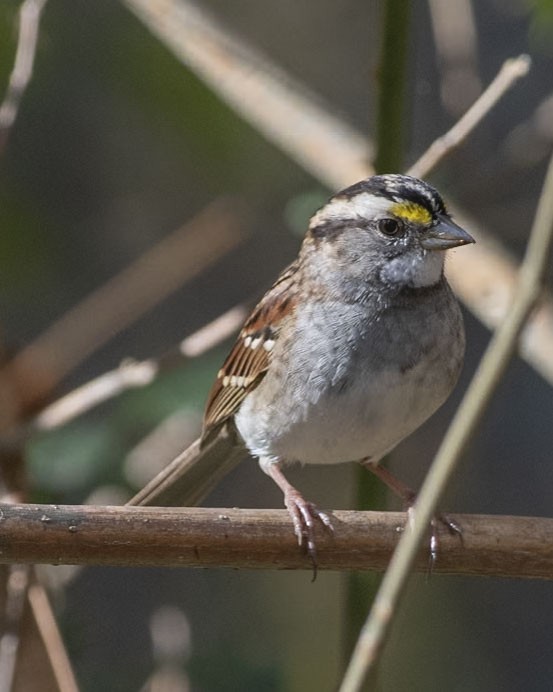 White-throated Sparrow - ML610940717