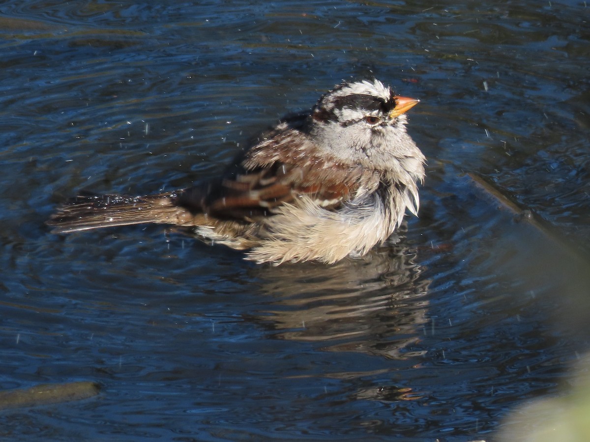 White-crowned Sparrow - ML610940784