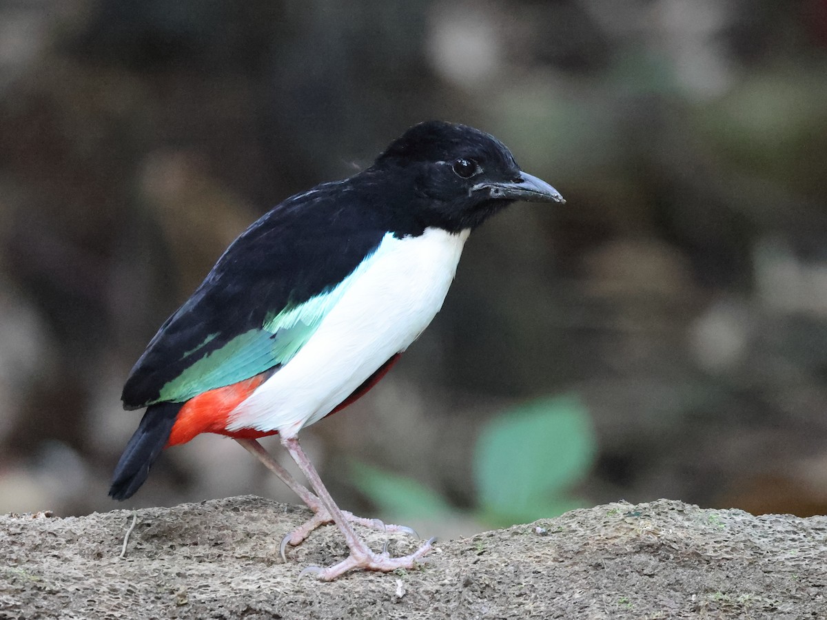 Ivory-breasted Pitta (Ivory-breasted) - ML610941134