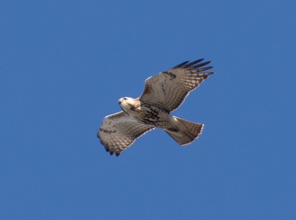 Red-tailed Hawk - ML610941137