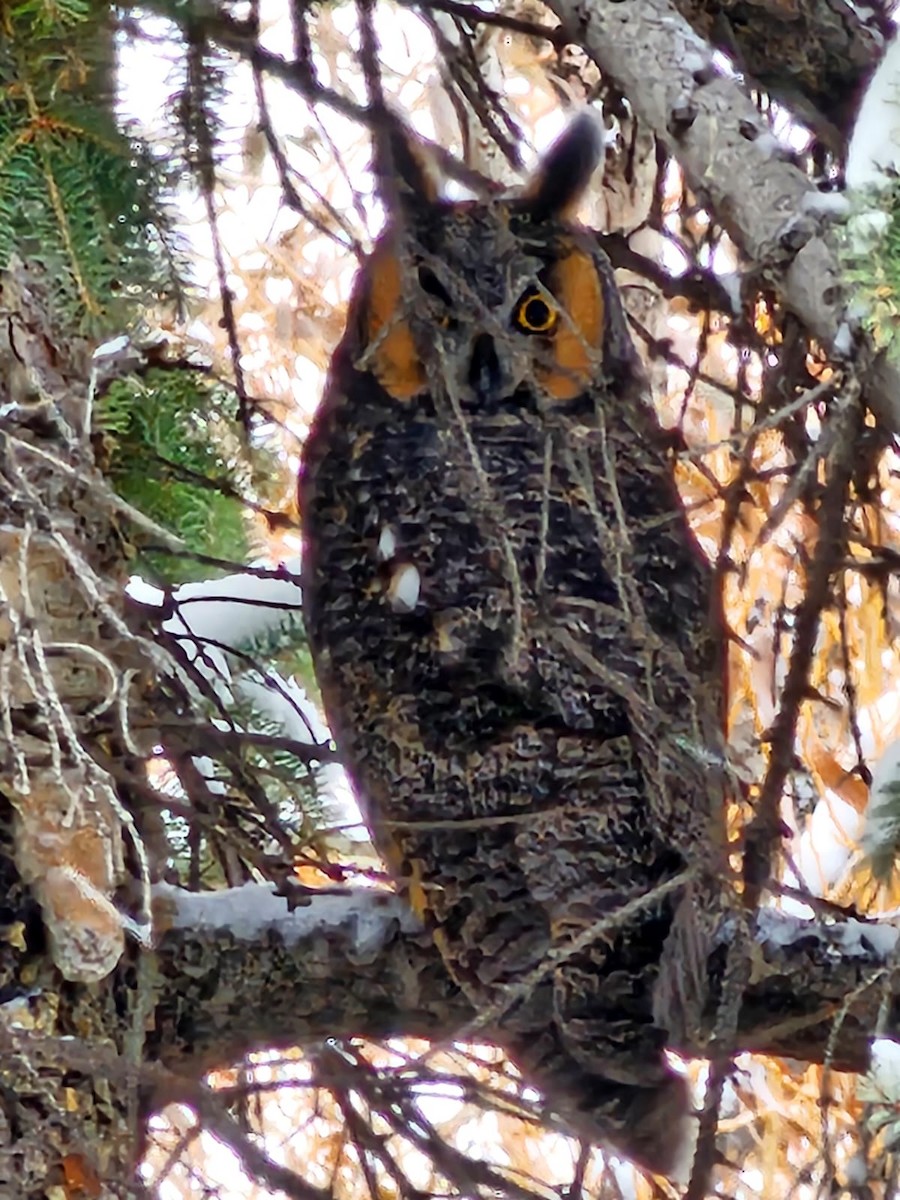 Long-eared Owl - ML610941156