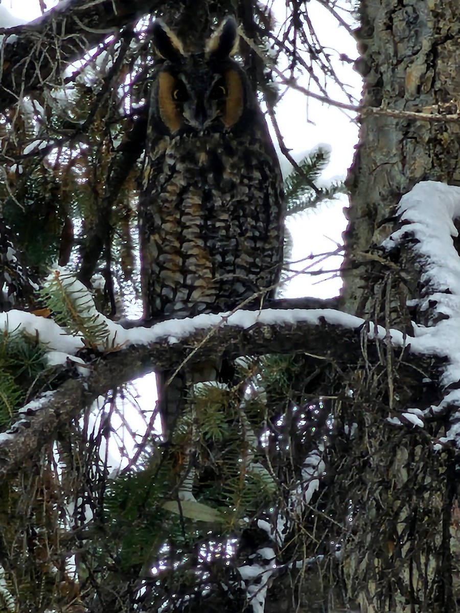 Long-eared Owl - ML610941157