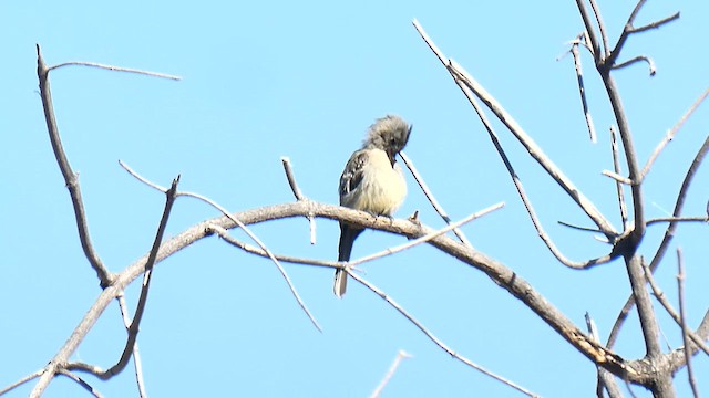Greater Pewee - ML610941476