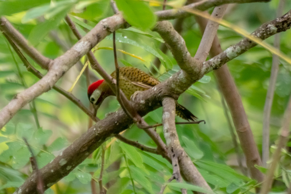 Spot-breasted Woodpecker - ML610941532