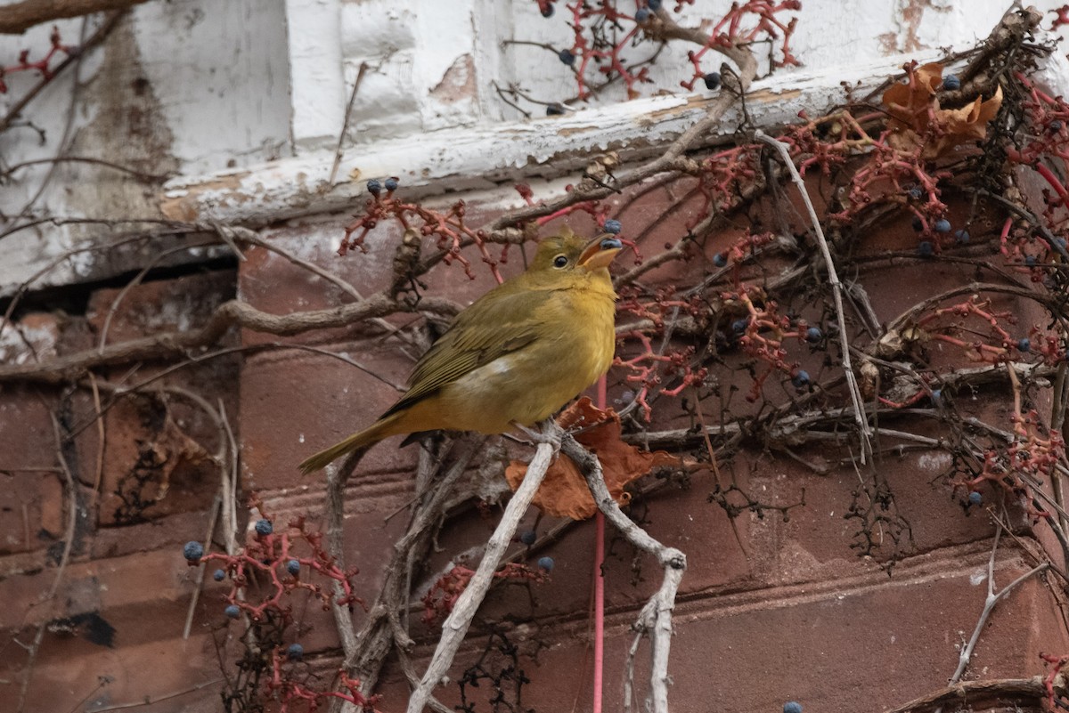 Summer Tanager - Andrew Brown