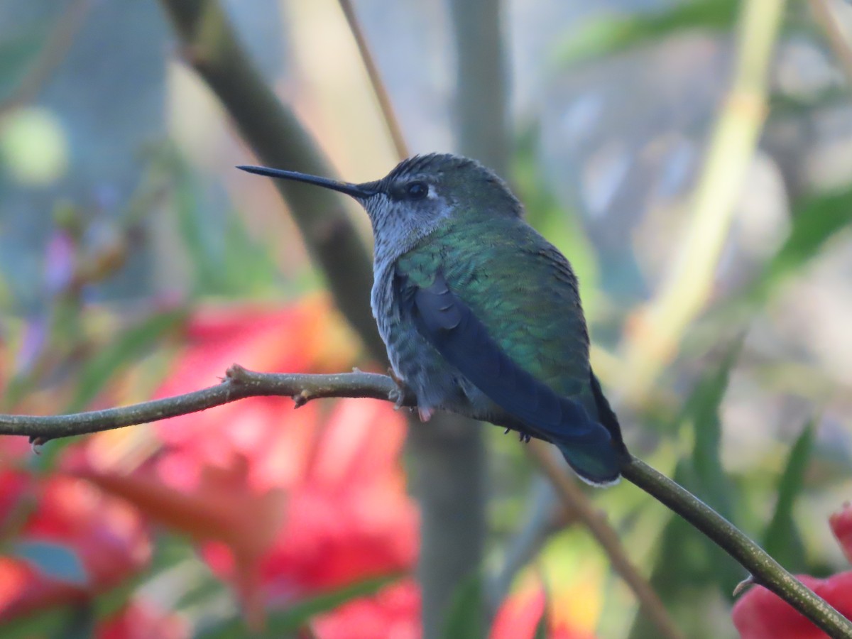 Anna's Hummingbird - ML610941707