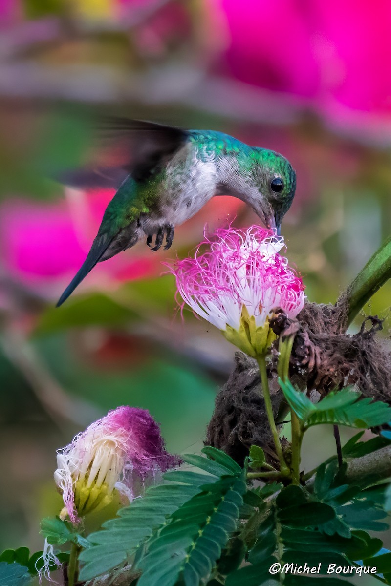 Sapphire-throated Hummingbird - Michel Bourque
