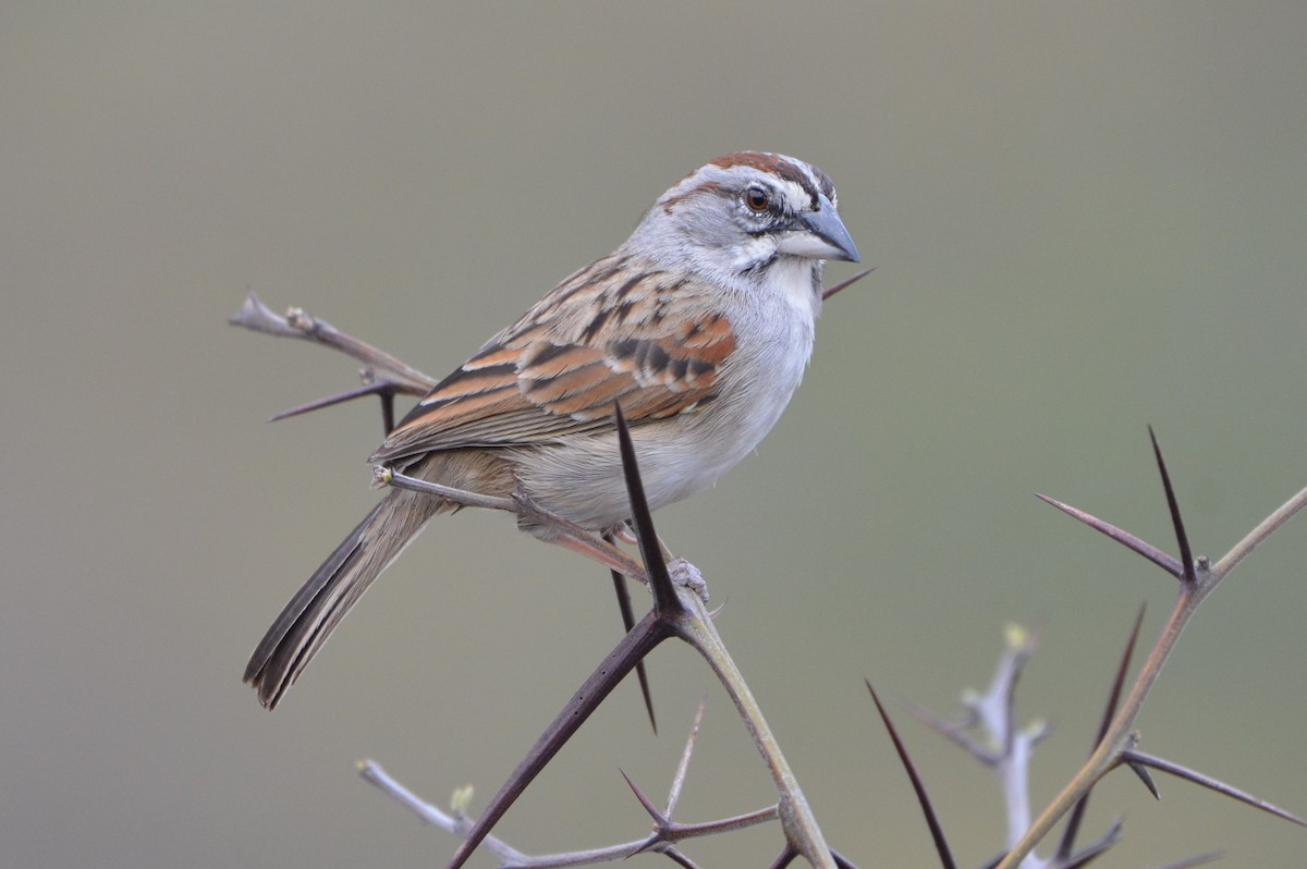 Tumbes Sparrow - Ana Vanegas