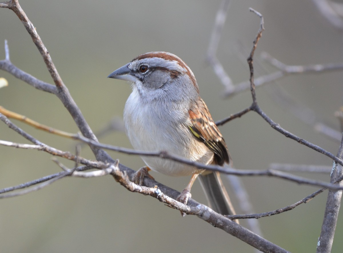 Tumbes Sparrow - Ana Vanegas