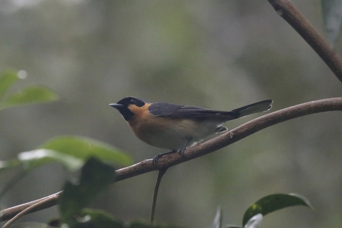 Spectacled Monarch - ML610942885