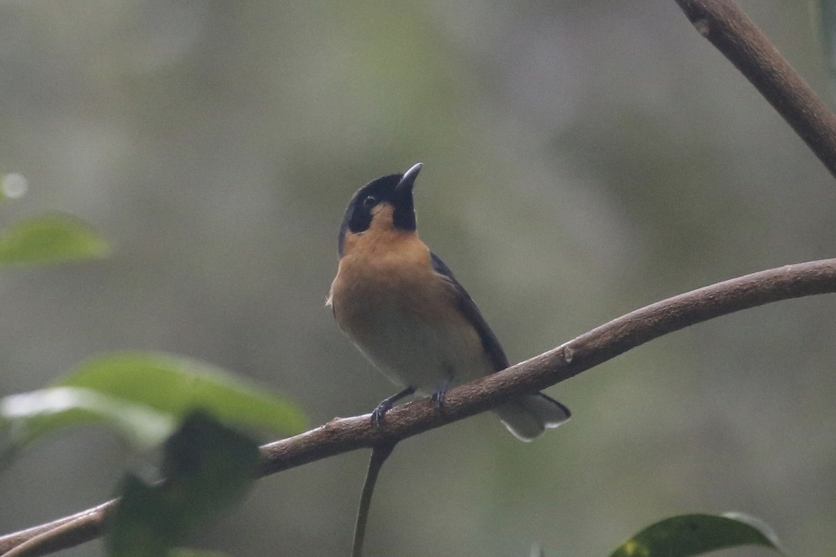 Spectacled Monarch - ML610942886