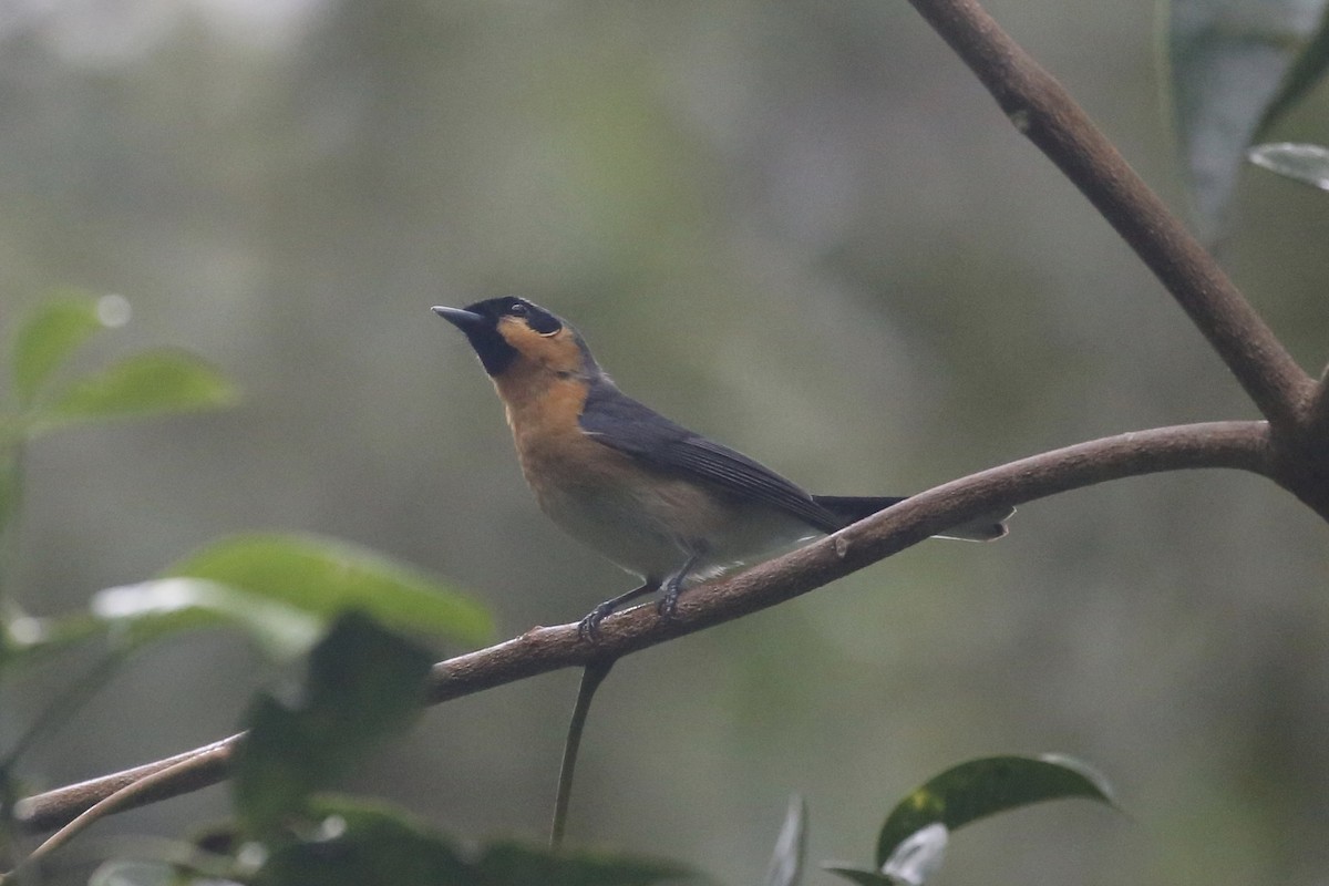 Spectacled Monarch - ML610942887